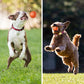 🐶🎾 Intelligenter Interaktiver Hüpfball für Haustiere