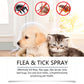 🐶🌿 Natürliches Floh- & Zeckenspray