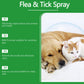 🐶🌿 Natürliches Floh- & Zeckenspray